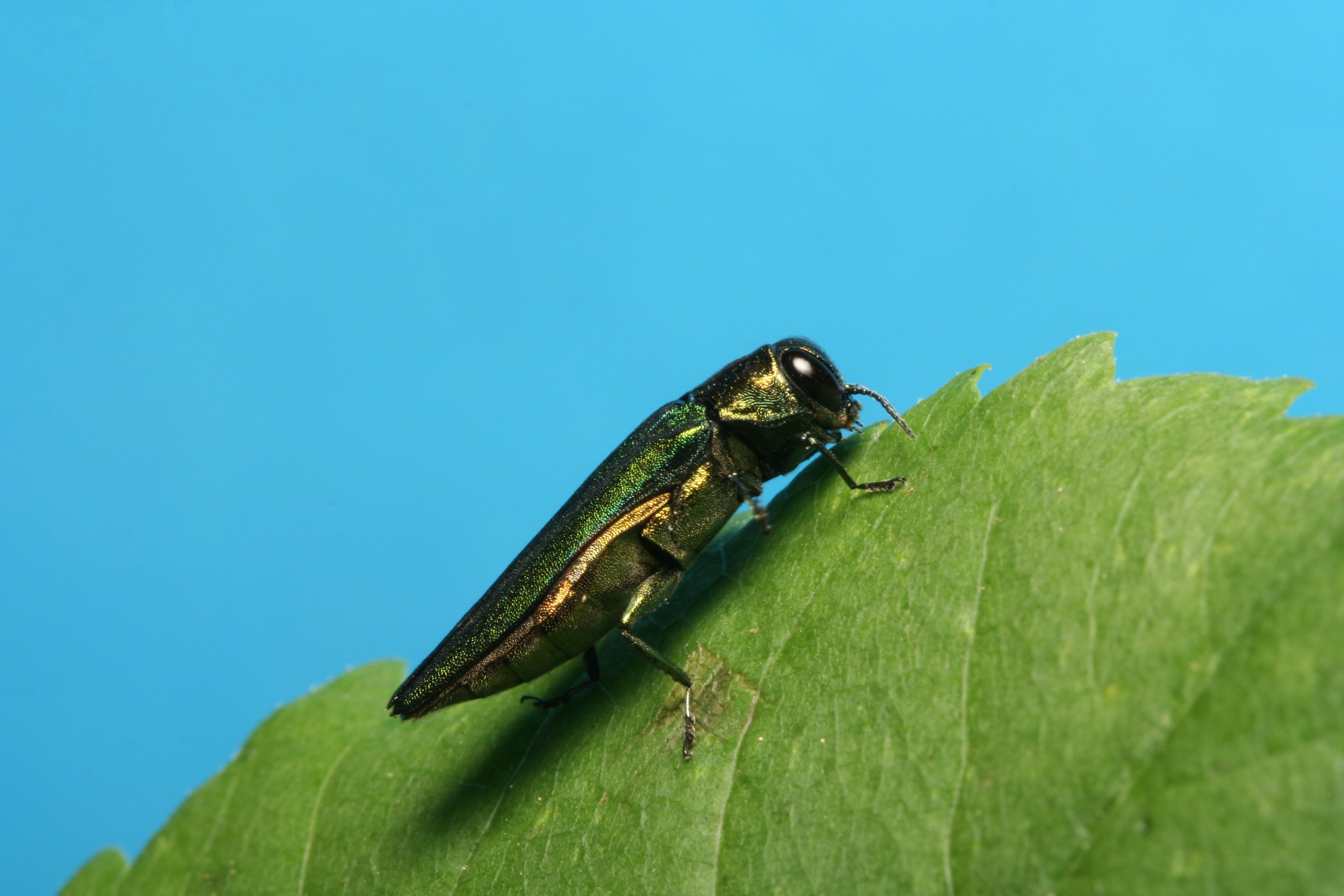 Agrile du frêne: incertitude entourant un programme d’aide aux citoyens