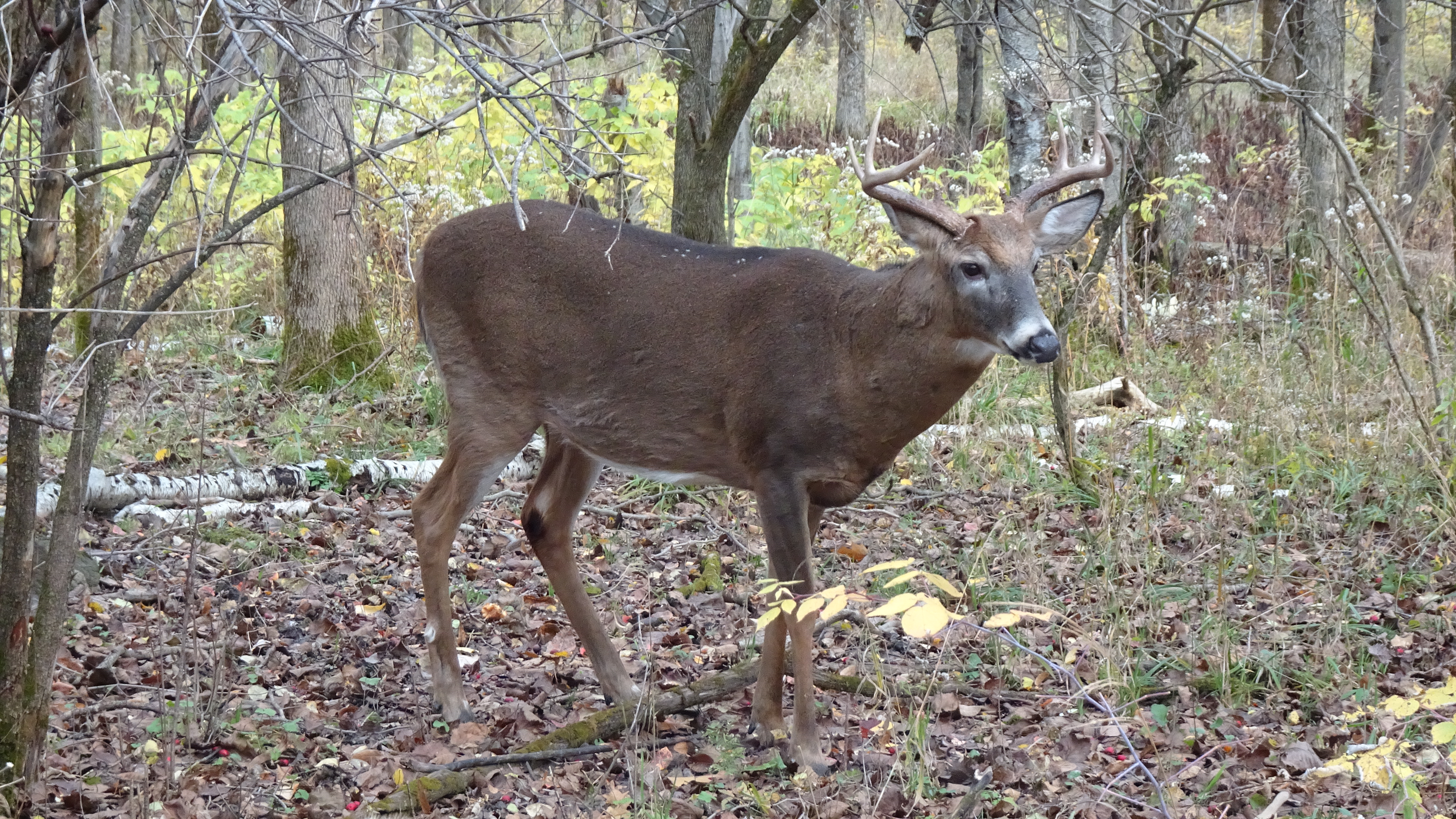 Le roi du parc Michel-Chartrand