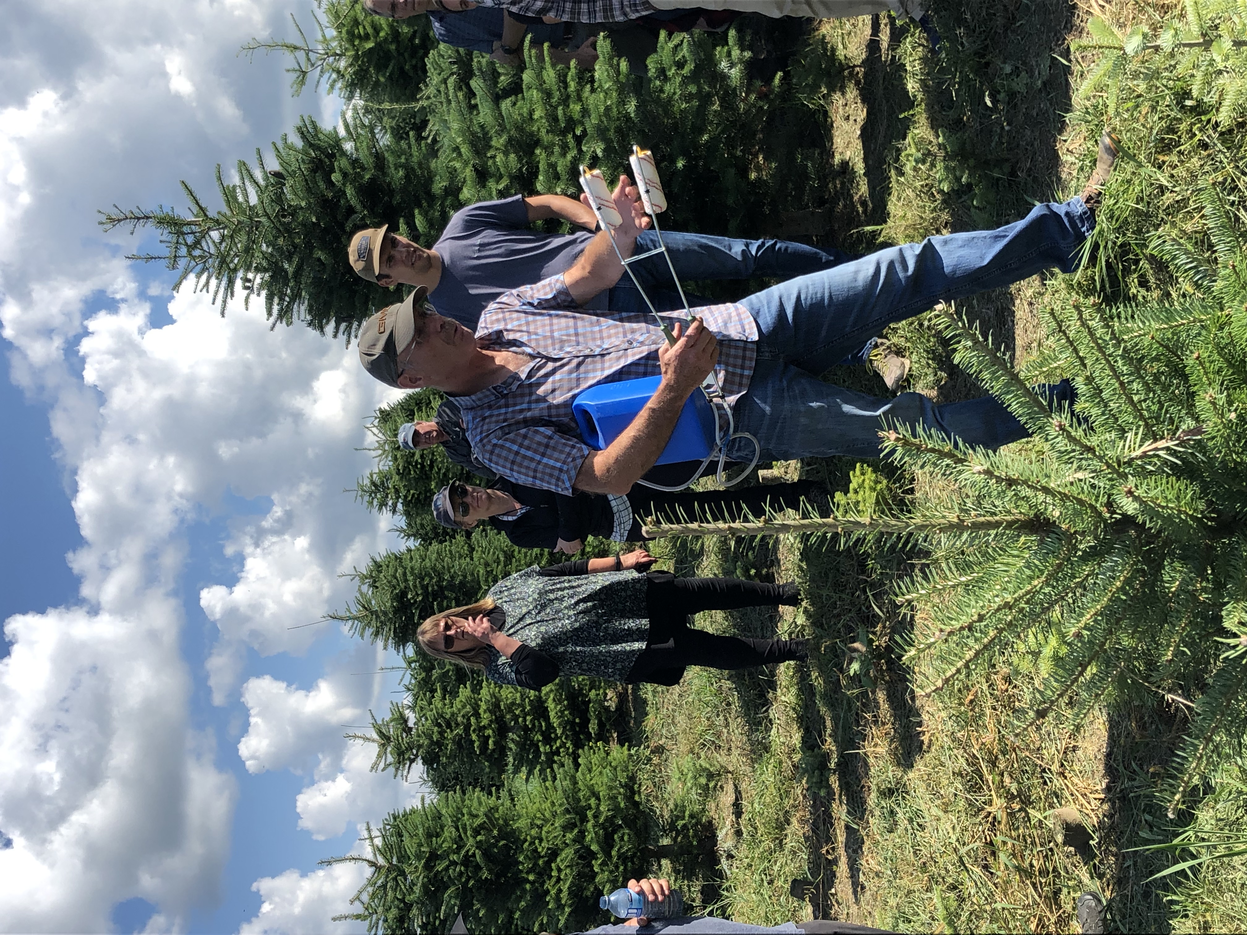 À la recherche du sapin parfait