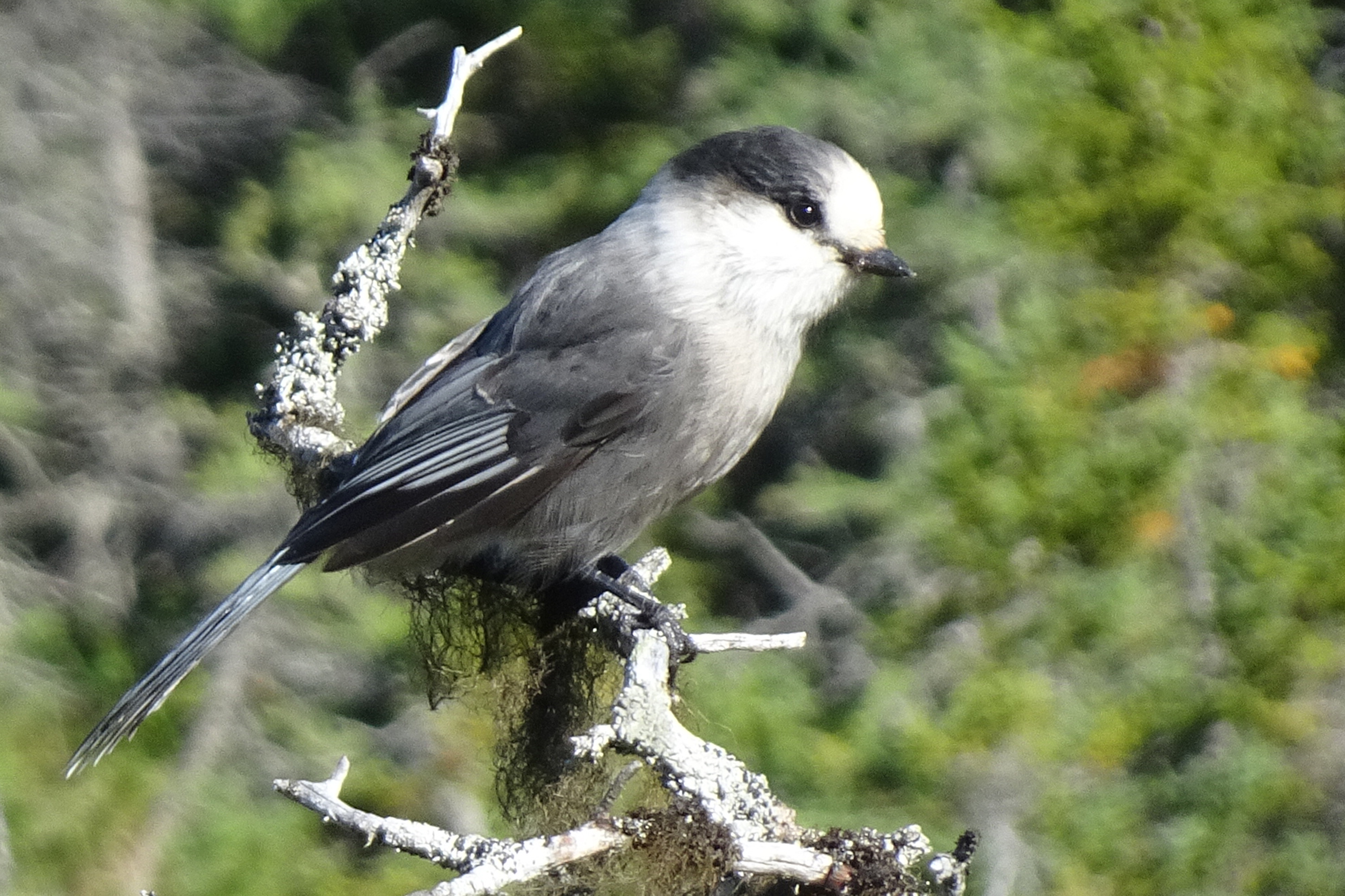 L’oiseau emblème du Canada
