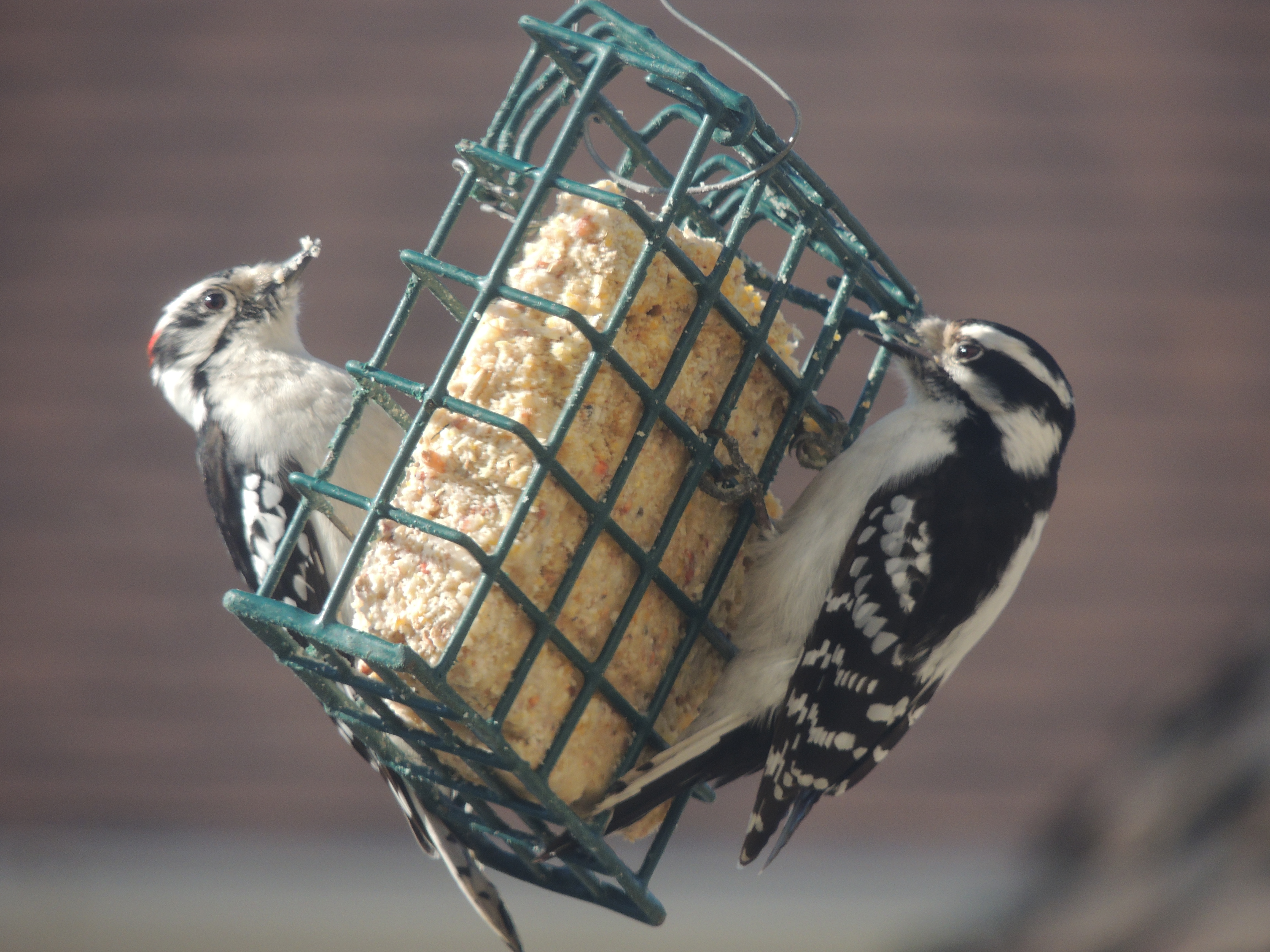 Photo de la semaine: une petite fringale