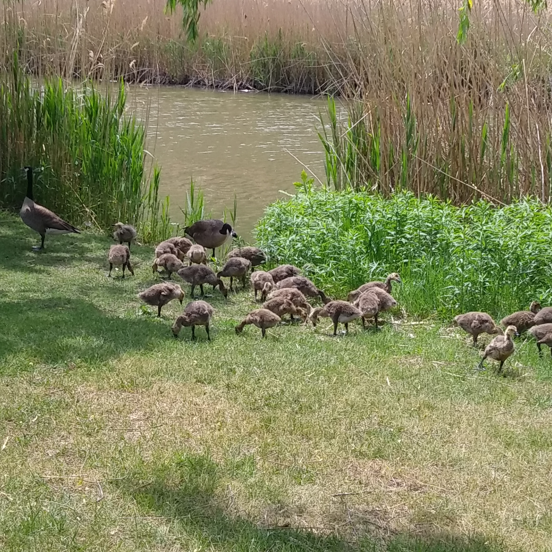Photo de la semaine – Sur le bord de la rivière