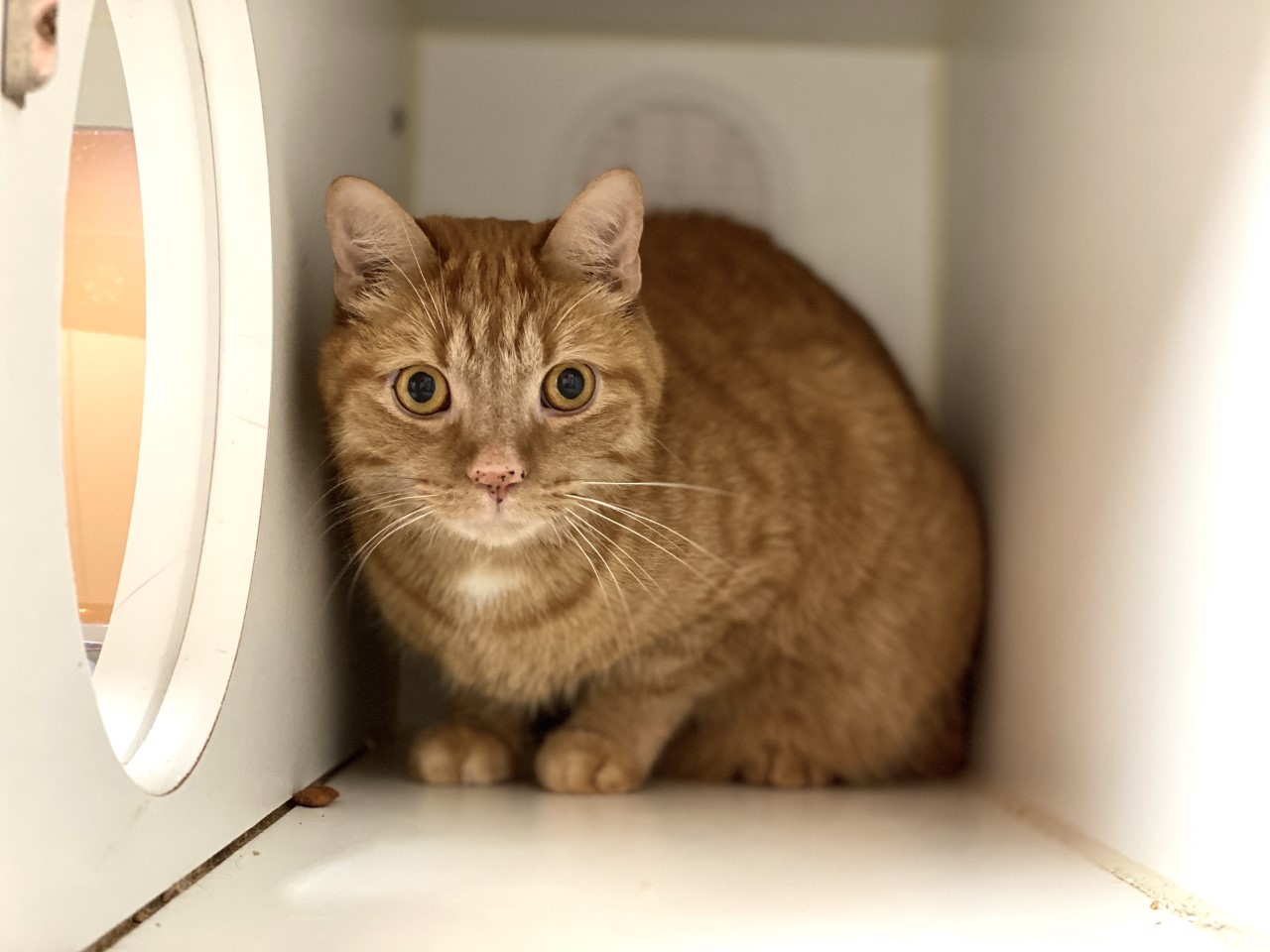 Doudoune, la vedette de la semaine