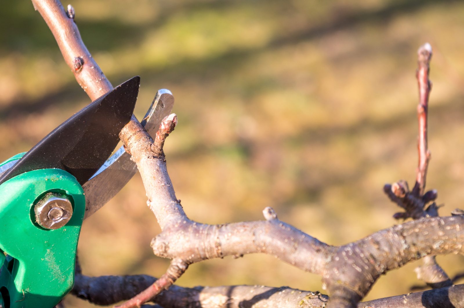 Y a-t-il une saison propice à l’émondage?