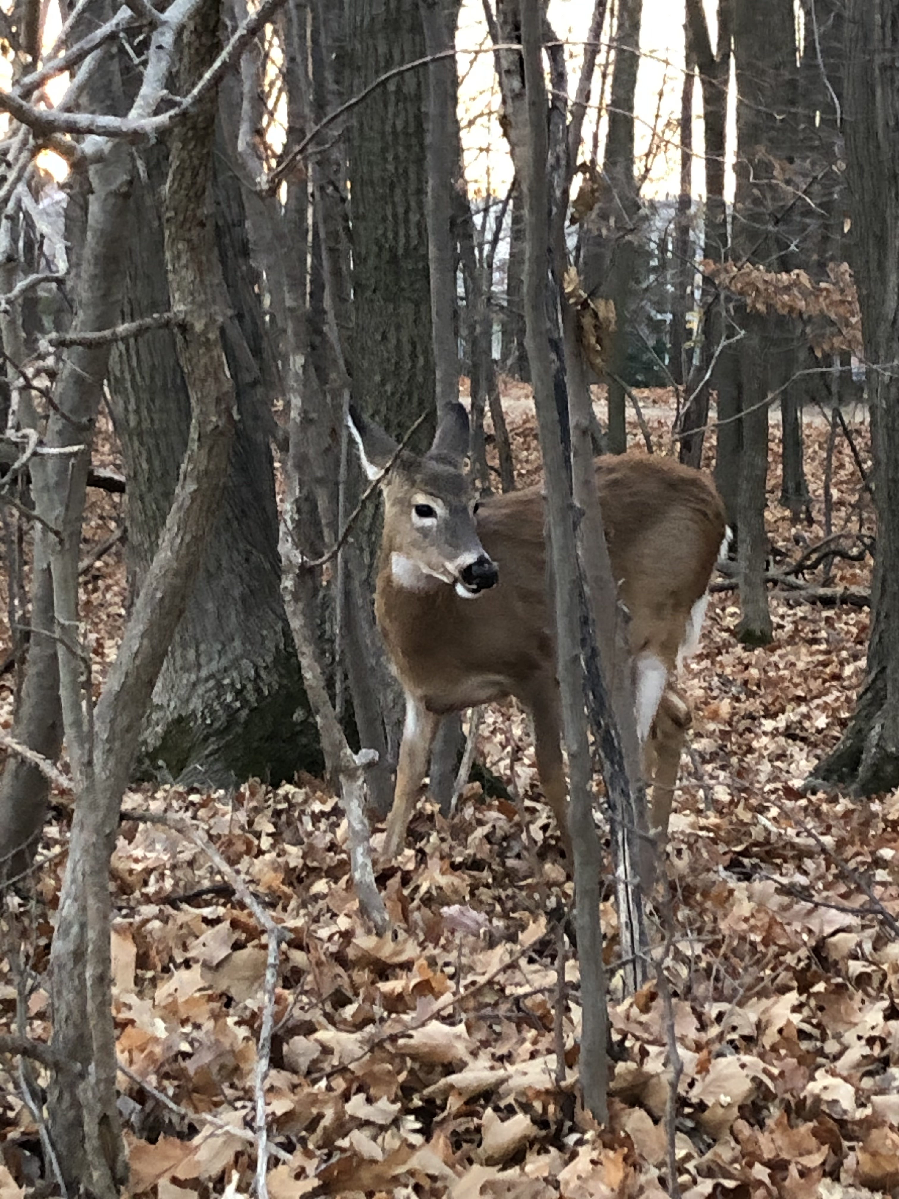 L’abattage des cerfs relève de la Ville et non du Ministère, prétend Sauvetage Animal Rescue