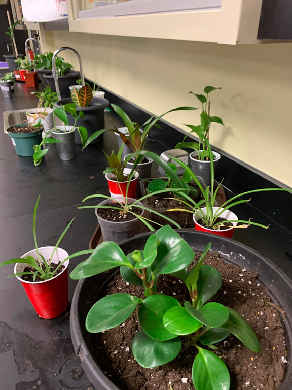 Plusieurs écoles du territoire reçoivent un appui financier pour réaliser leurs projets