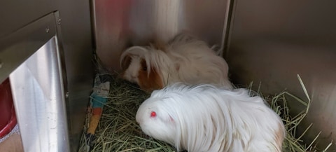 Les cochons d&rsquo;Inde Morticia et Mercredi