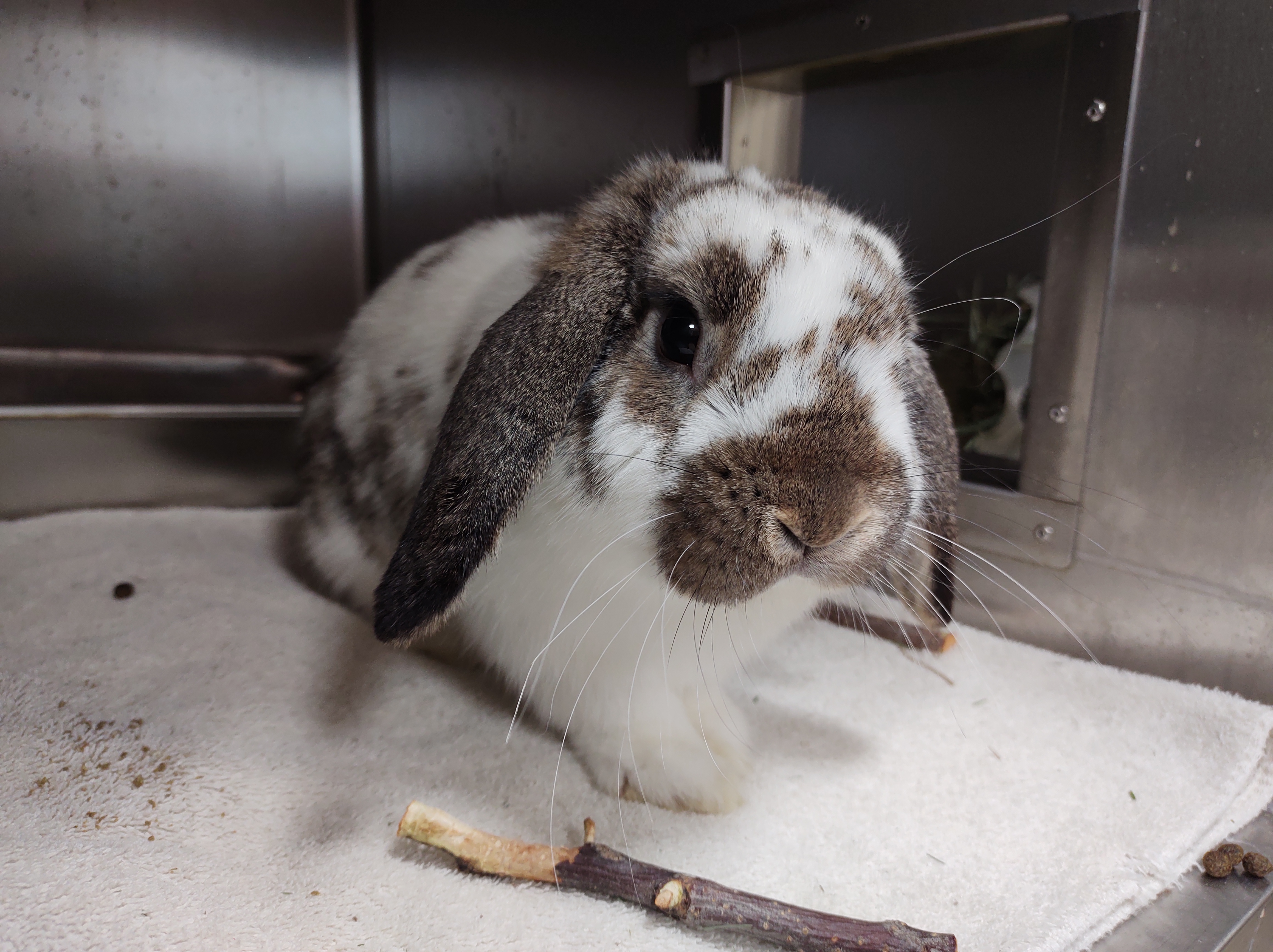Gustave, le lapin bélier