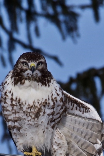 Photo de la semaine – Épervier de Cooper 