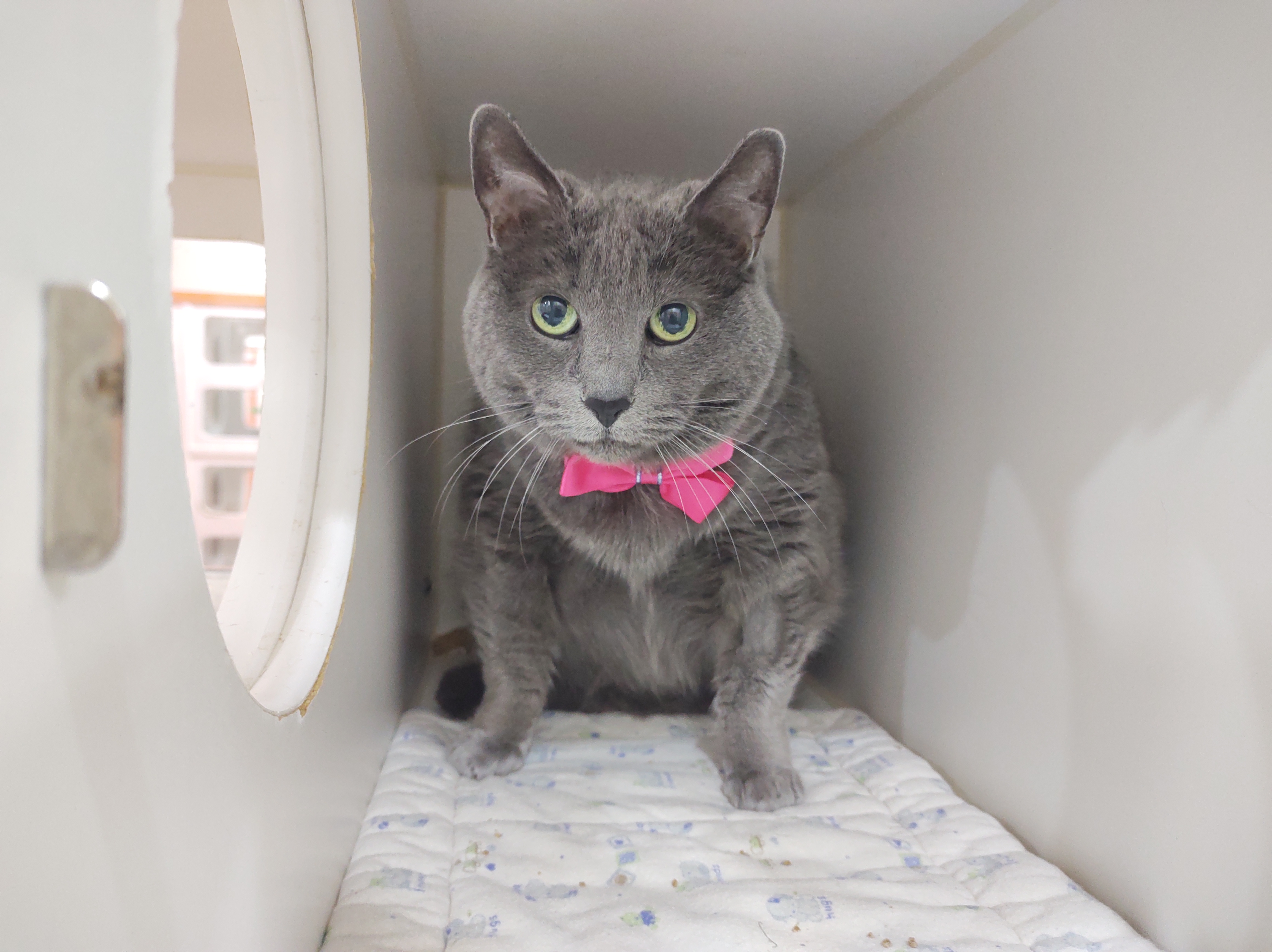 Charlotte, demoiselle indépendante