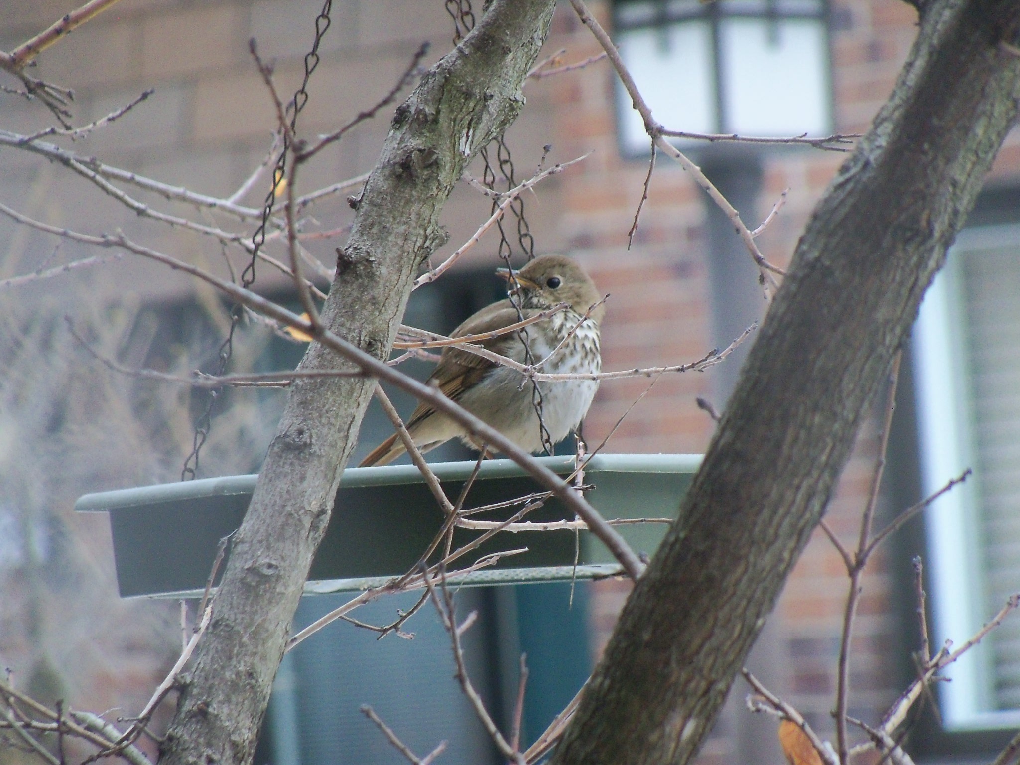 Photo de la semaine – Grive solitaire en migration