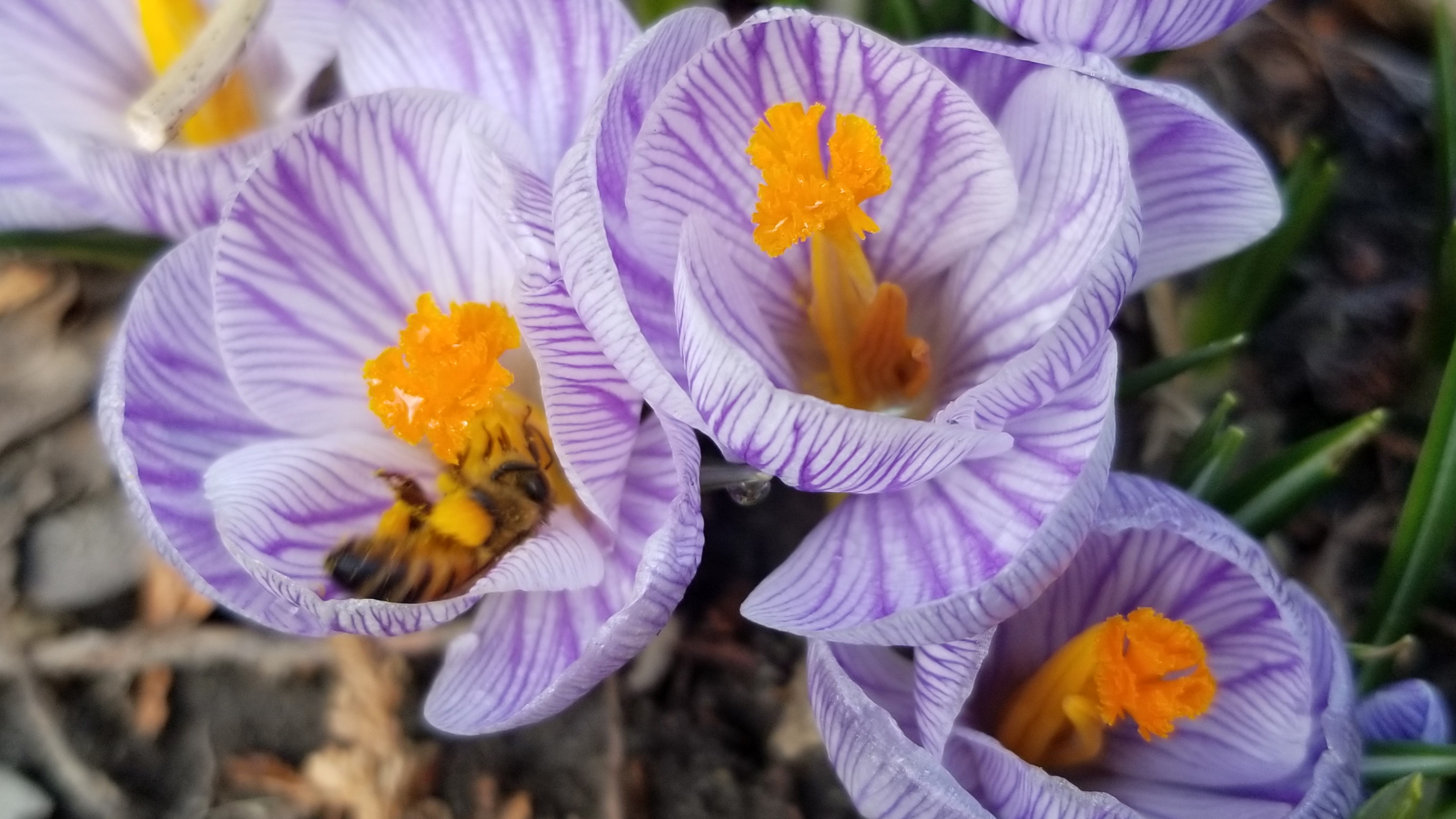 Photo de la semaine – Petit repos de butinage