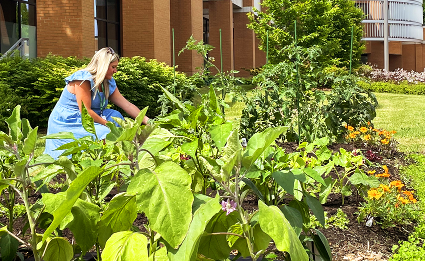 Brossard adopte son Plan d’action en agriculture urbaine
