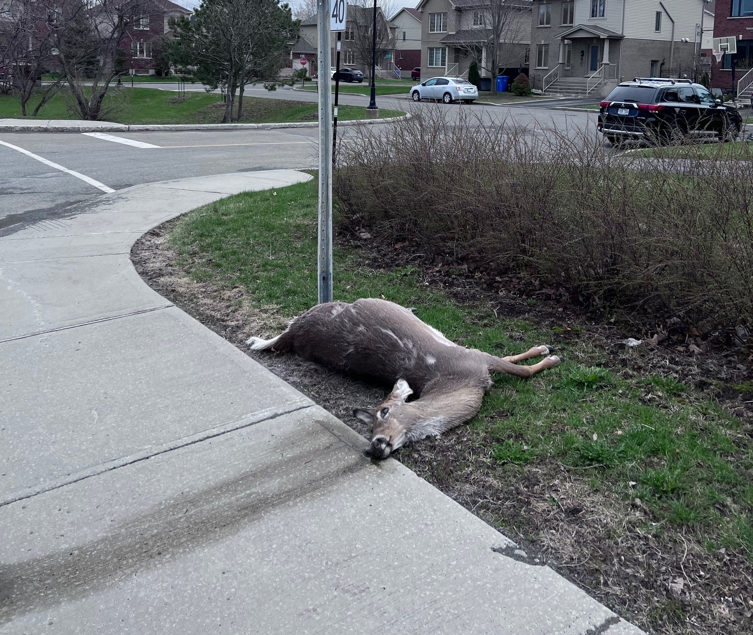 Cerfs à Longueuil : des déplacements étonnants mais possibles