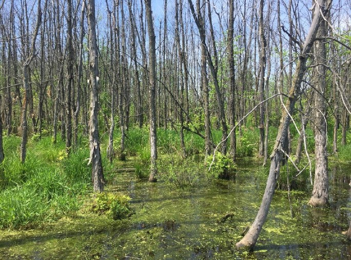 Boisé Fonrouge: une nouvelle portion de l’habitat de la rainette est protégée
