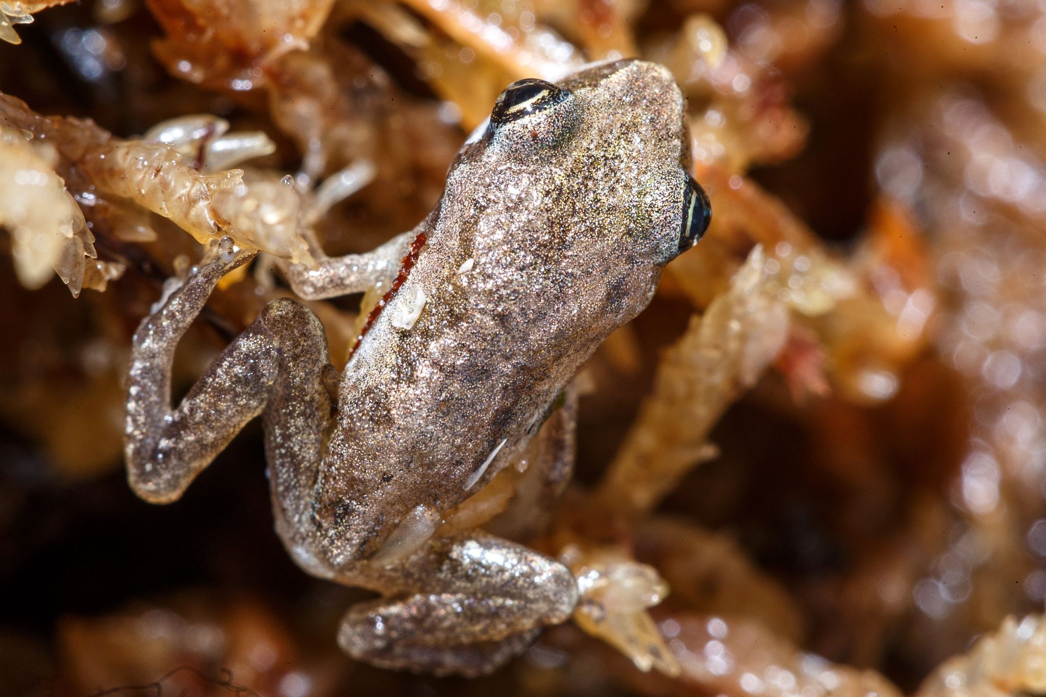 Milieux humides remblayés : le CN fait son mea culpa