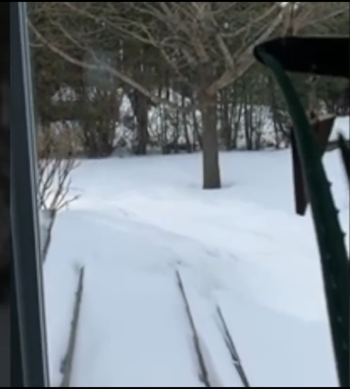 Chevreuil abattu de 13 coups de feu : la police de Longueuil s’explique