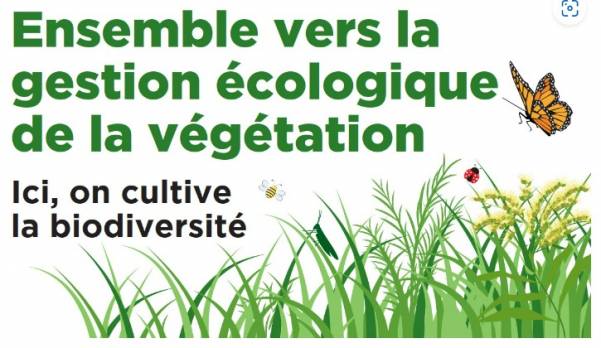 Insectes pollinisateurs : Longueuil range ses tondeuses en mai