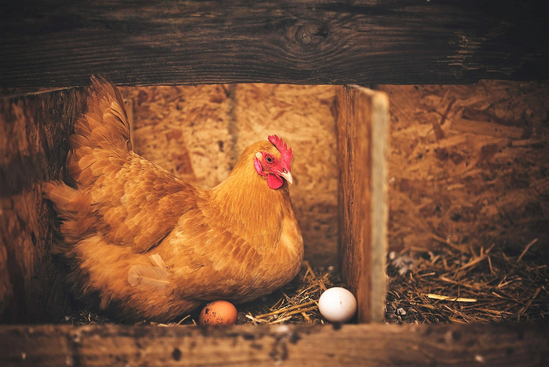 Poules pondeuses à Longueuil : Plus de 80 permis émis