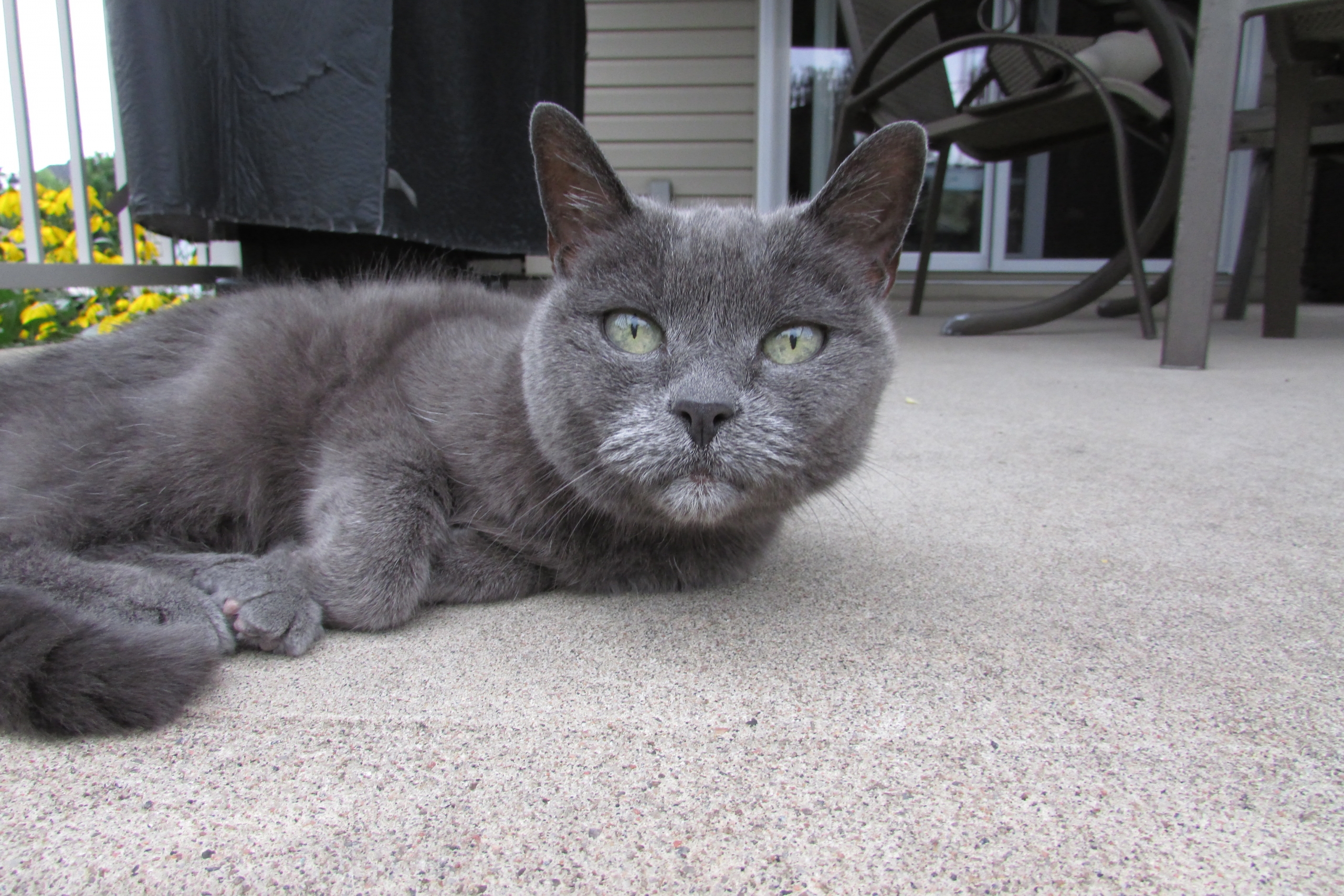 Angèle, le chat le plus âgé en Montérégie ?