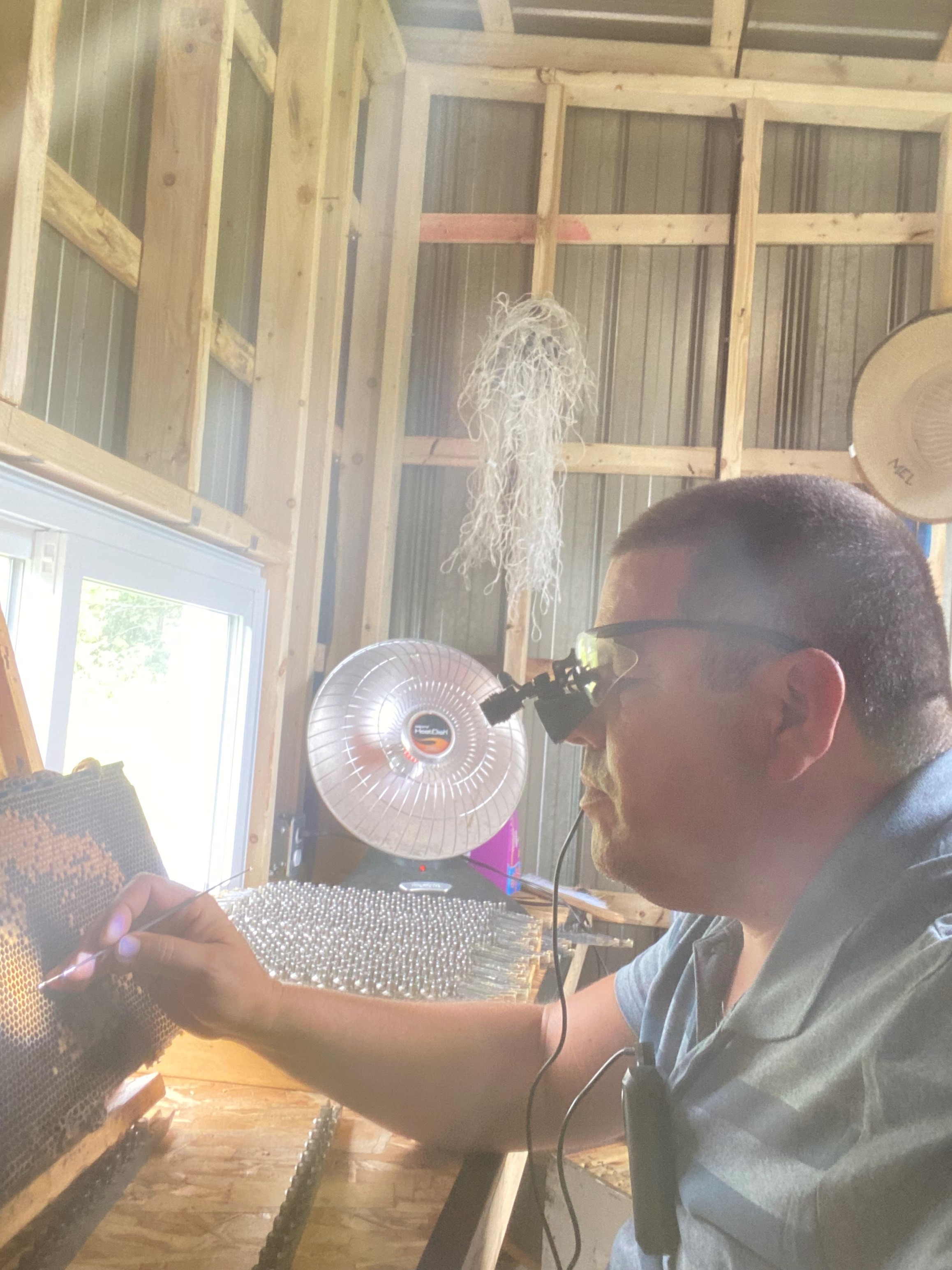 Hécatombe chez les abeilles en ce début de saison