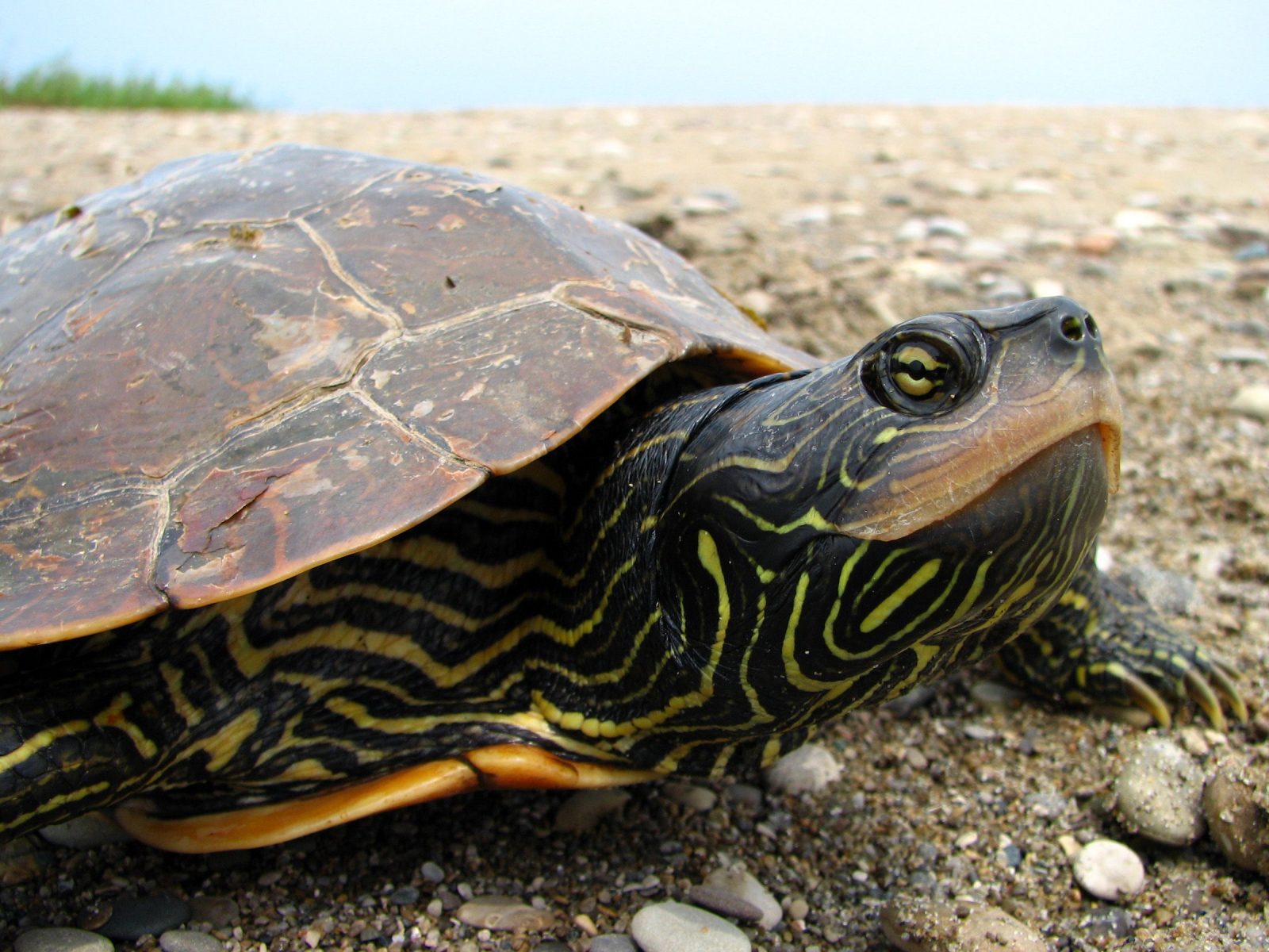 Aujourd'hui 23 mai, c&rsquo;est la Journ&eacute;e mondiale de la tortue