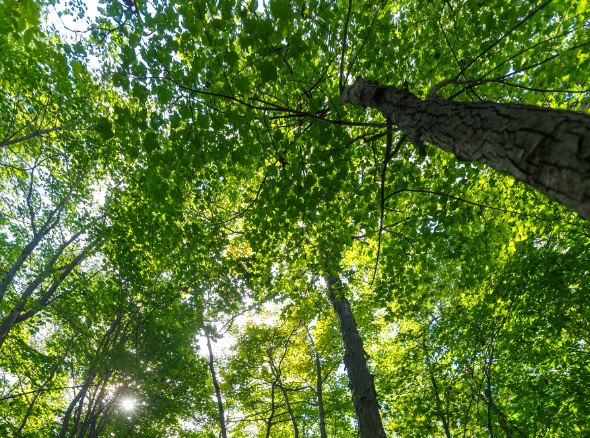 D&eacute;couvrez votre arbre de r&ecirc;ve