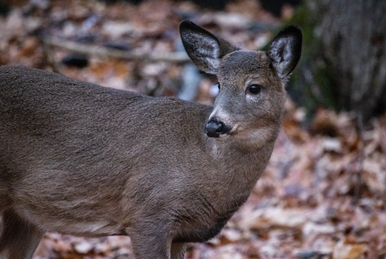 Opinion: &Agrave; propos des cerfs