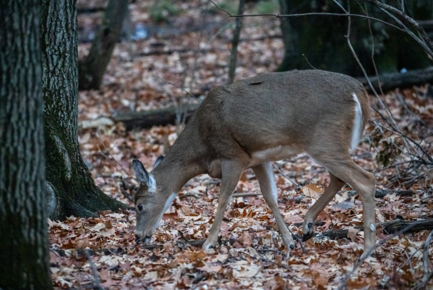 Les opposants à l’abattage des cerfs reviennent à la charge