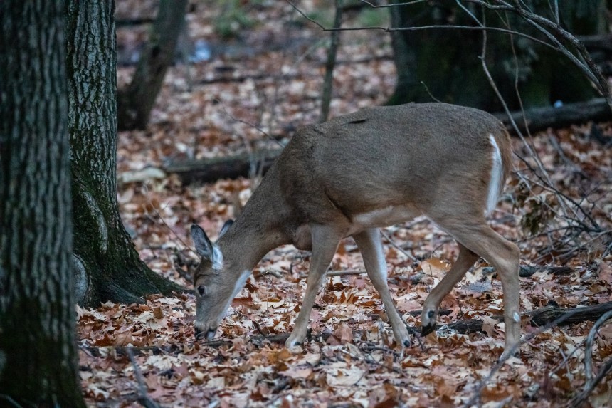 L’abattage de cerfs au parc Michel-Chartrand pourra aller de l’avant