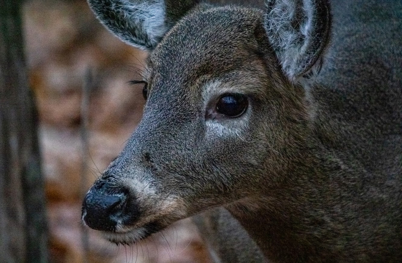 Longueuil: interdiction d’abattre les cerfs avant l’audition de la demande