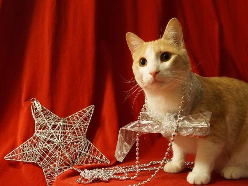 Guignolée des animaux : un soutien pour des refuges de la région