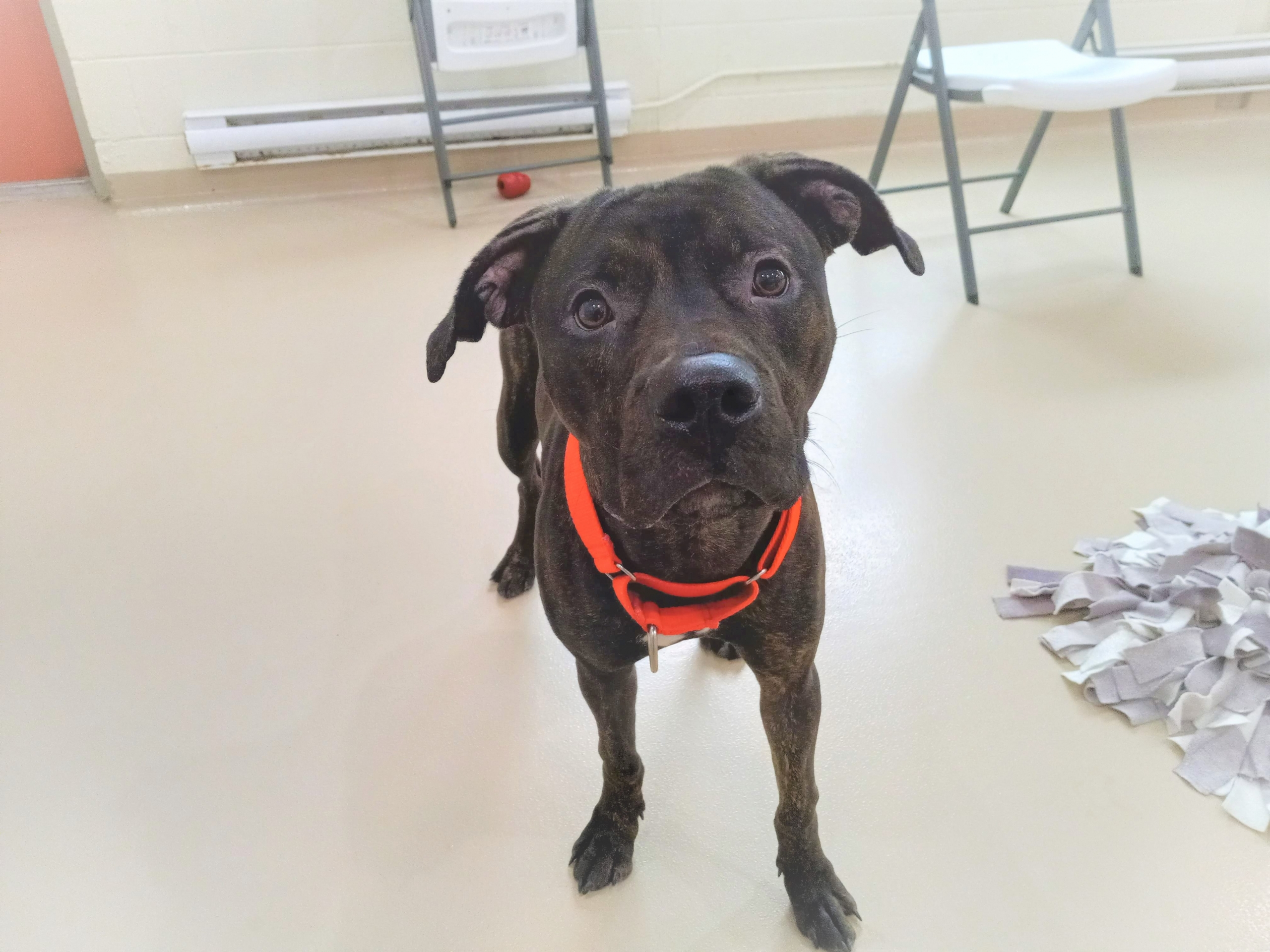 Dobby et son regard plein d&rsquo;amour