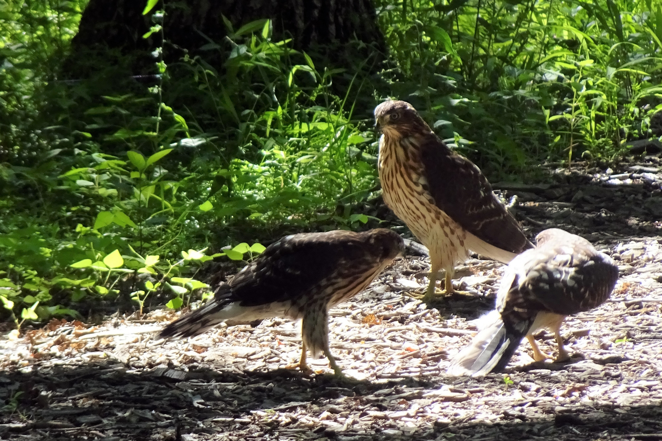 Les trois mousquetaires
