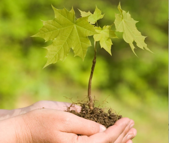 Cinq projets scolaires écolos reçoivent une aide financière