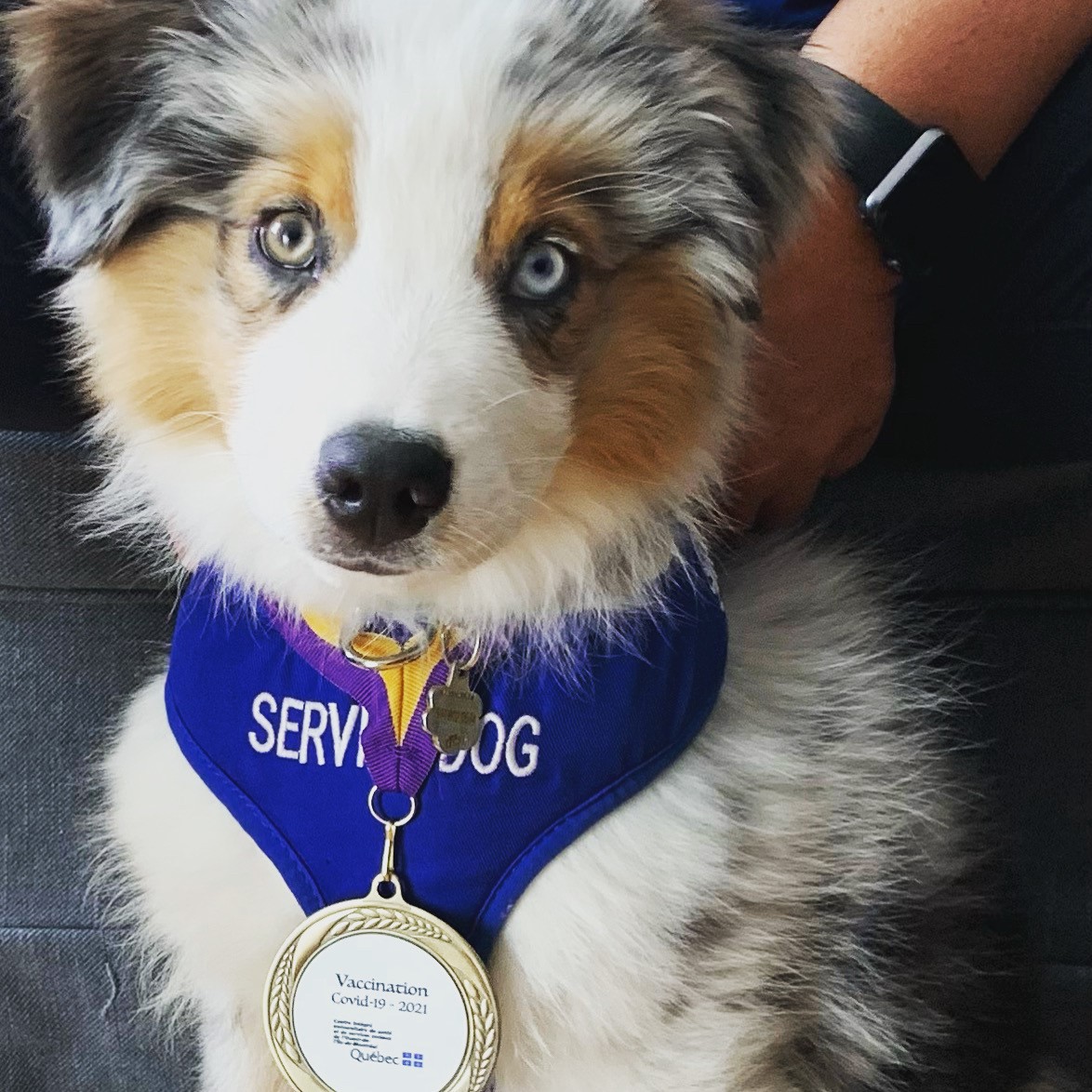 Un chien d’assistance pour les étudiants du collège Ellis