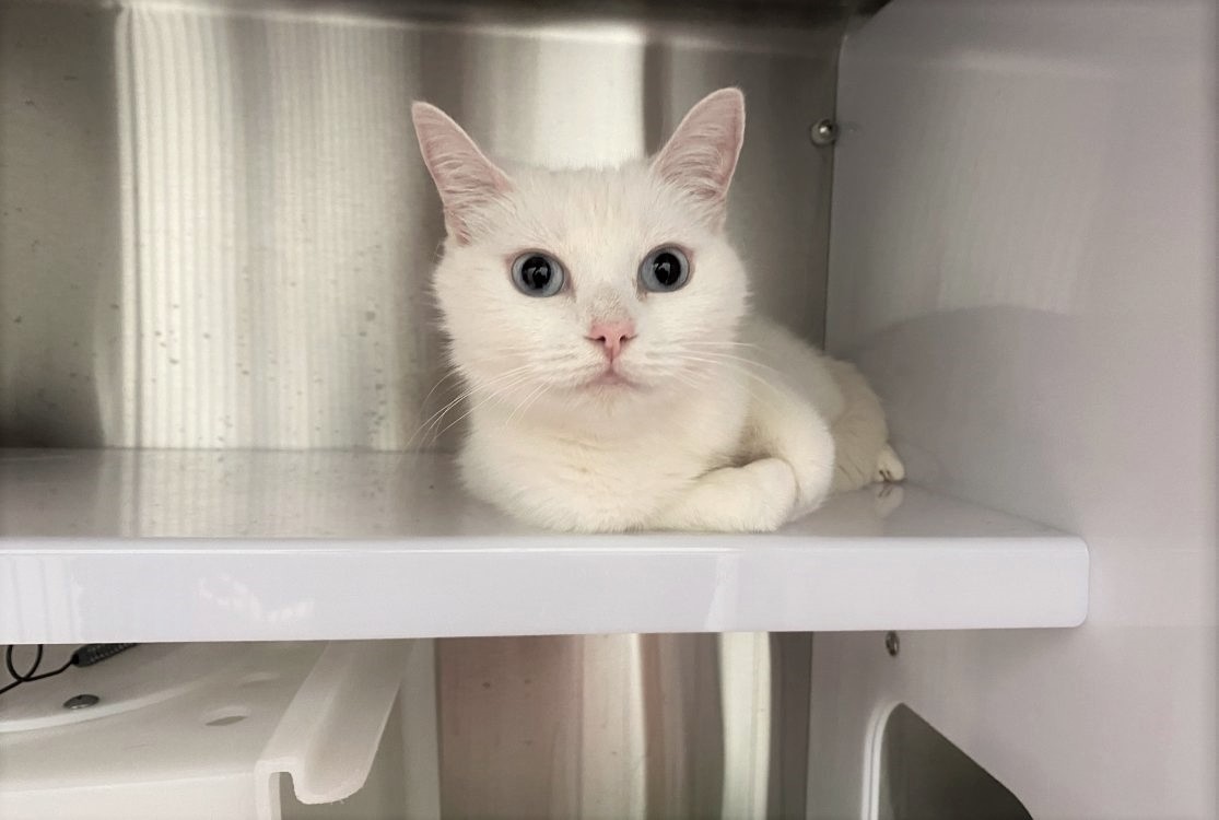 Molly cherche sa famille pour la vie