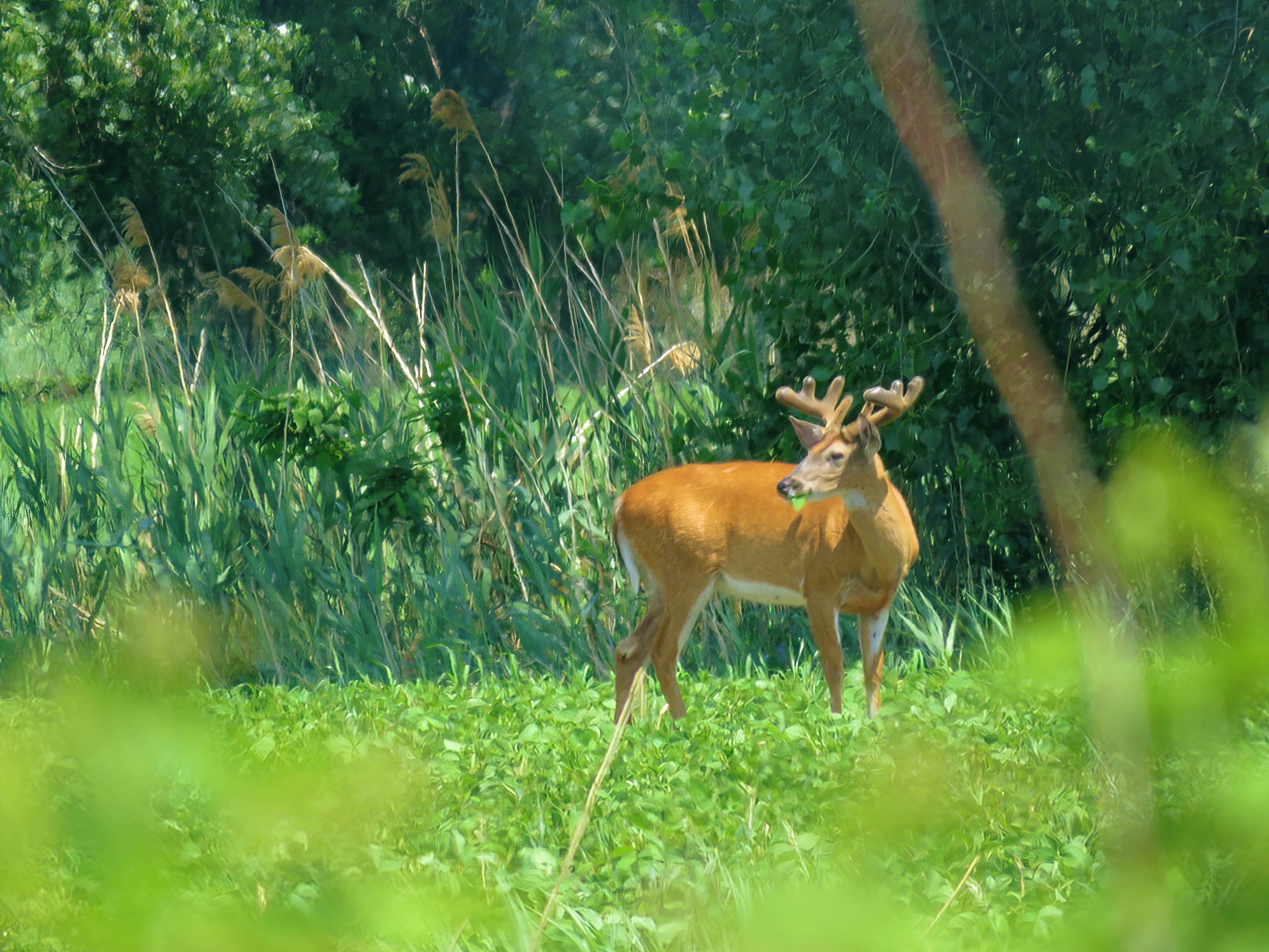 Photo de la semaine: sur les Îles-de-Boucherville