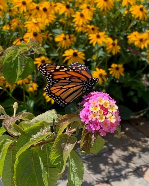 Photo de la semaine: le monarque