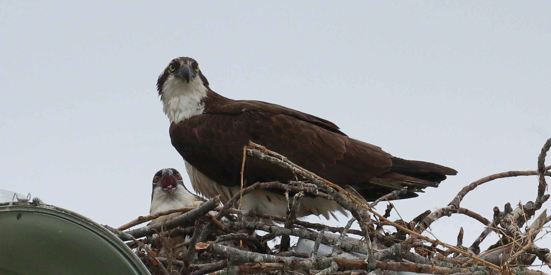 Photo de la semaine : balbuzard pêcheur