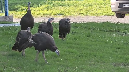 VIDÉO – Une famille de dindons suscite la curiosité