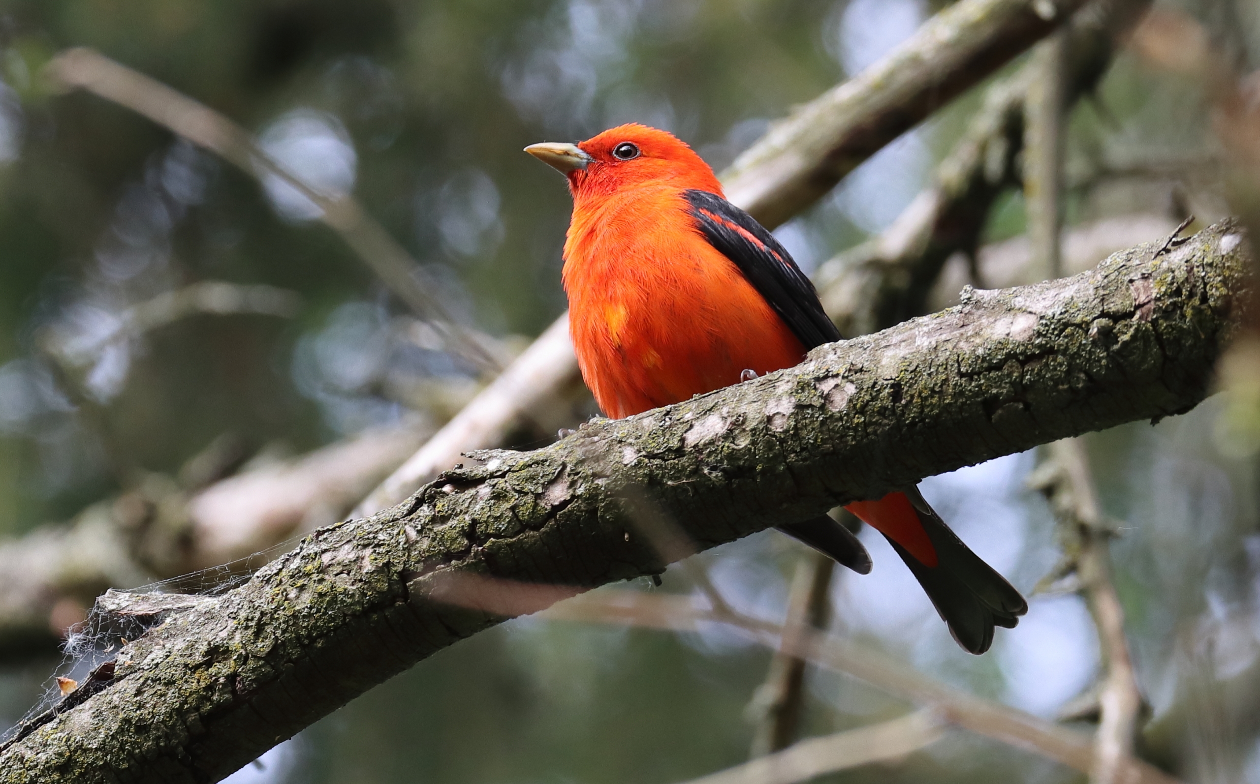 Photo de la semaine: Piranga &eacute;carlate