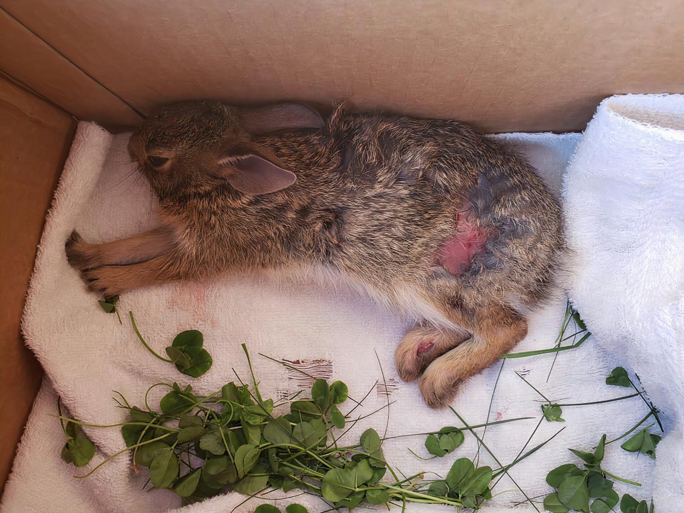 Quoi faire avec un lapin sauvage blessé ?