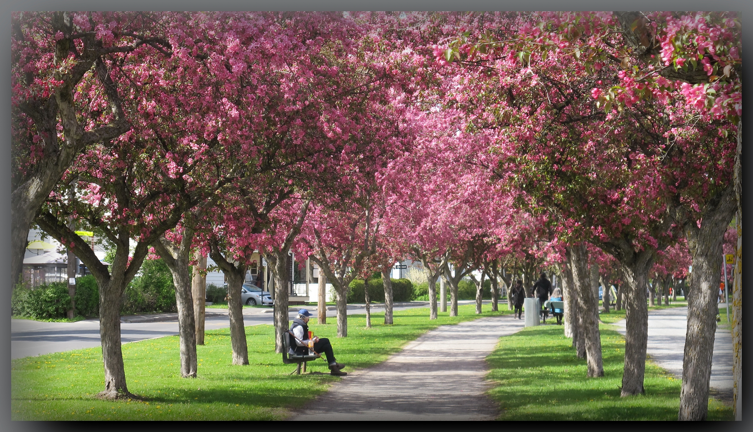 Photo de la semaine: la coulée rose