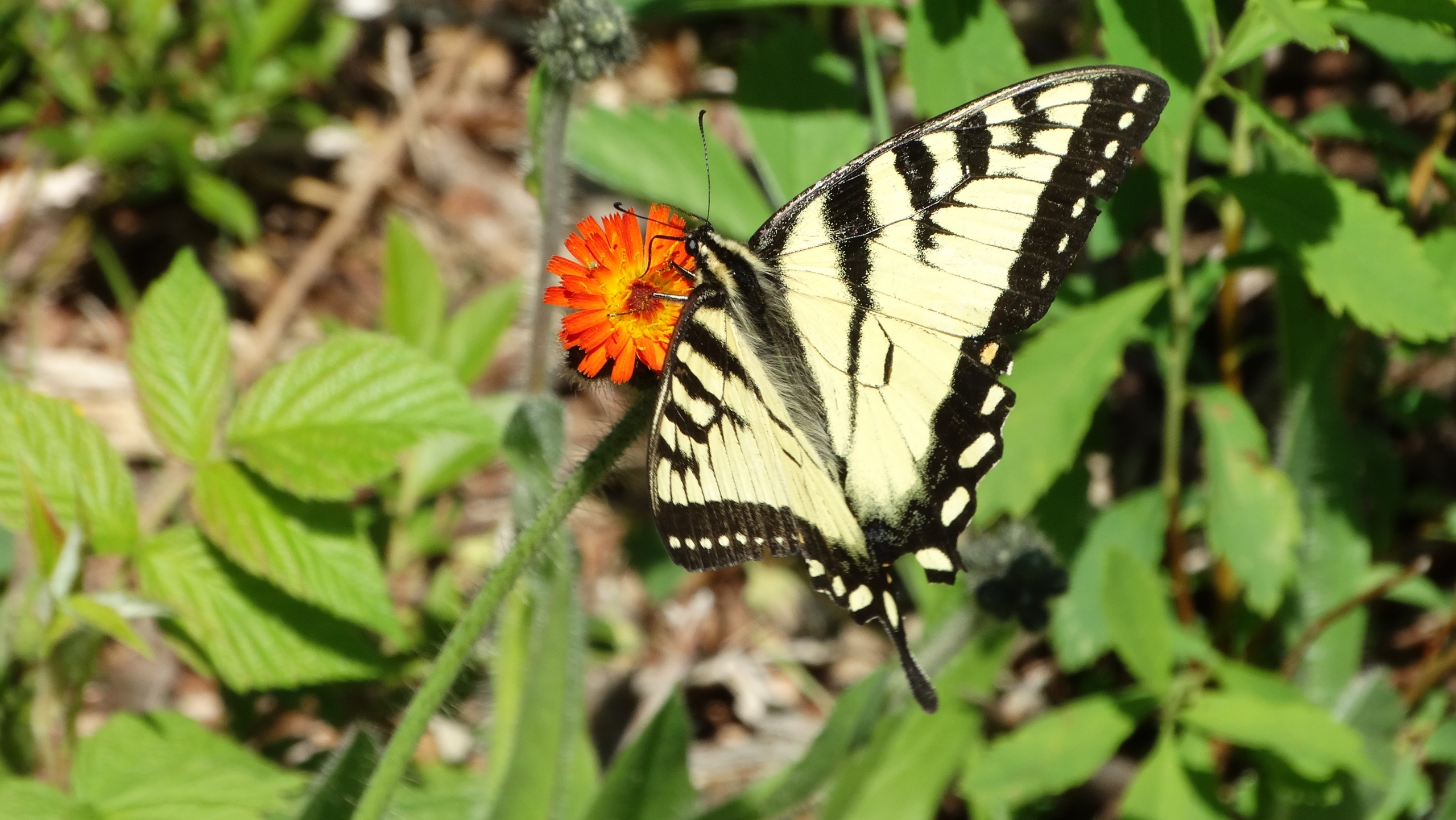 Photo de la semaine: Papillon glauque
