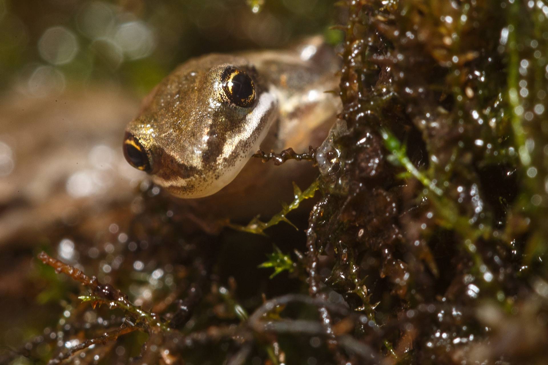 VIDÉO – L’Environnement fera l’inventaire de rainette faux-grillon dans la région