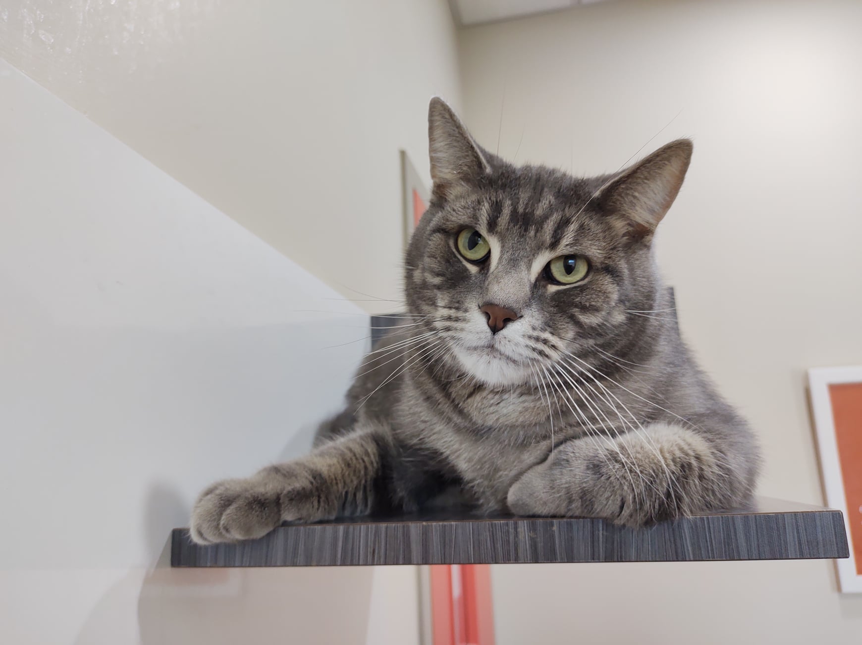 Rex le chat cherche LA famille qui l&rsquo;aimera