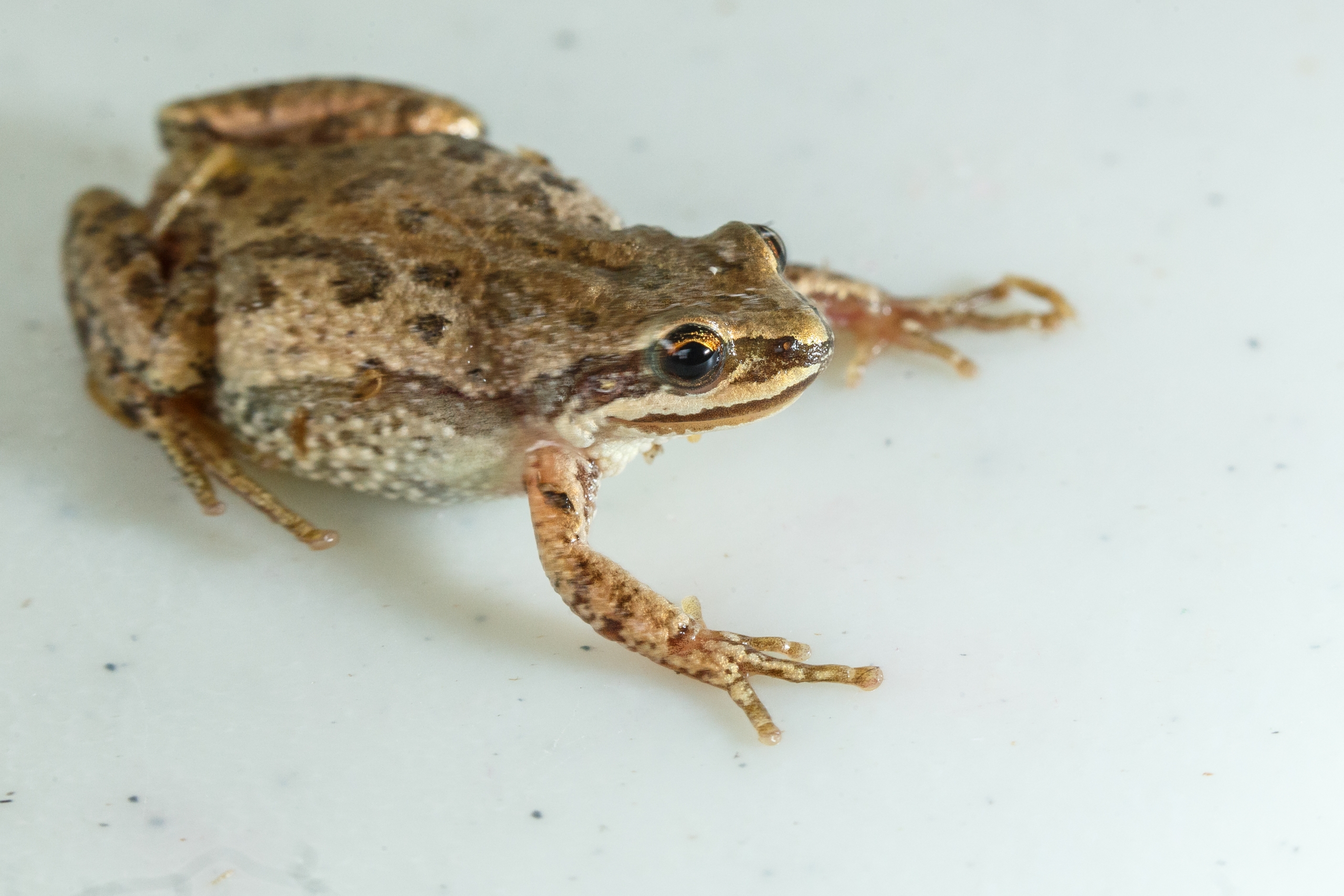 Le CN a remblayé des milieux humides à Longueuil