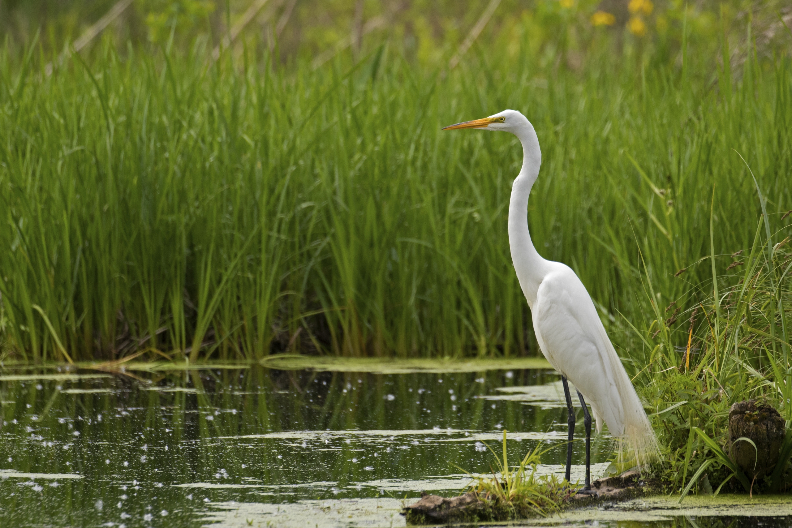 Un bain de nature à l&rsquo;île Saint-Bernard