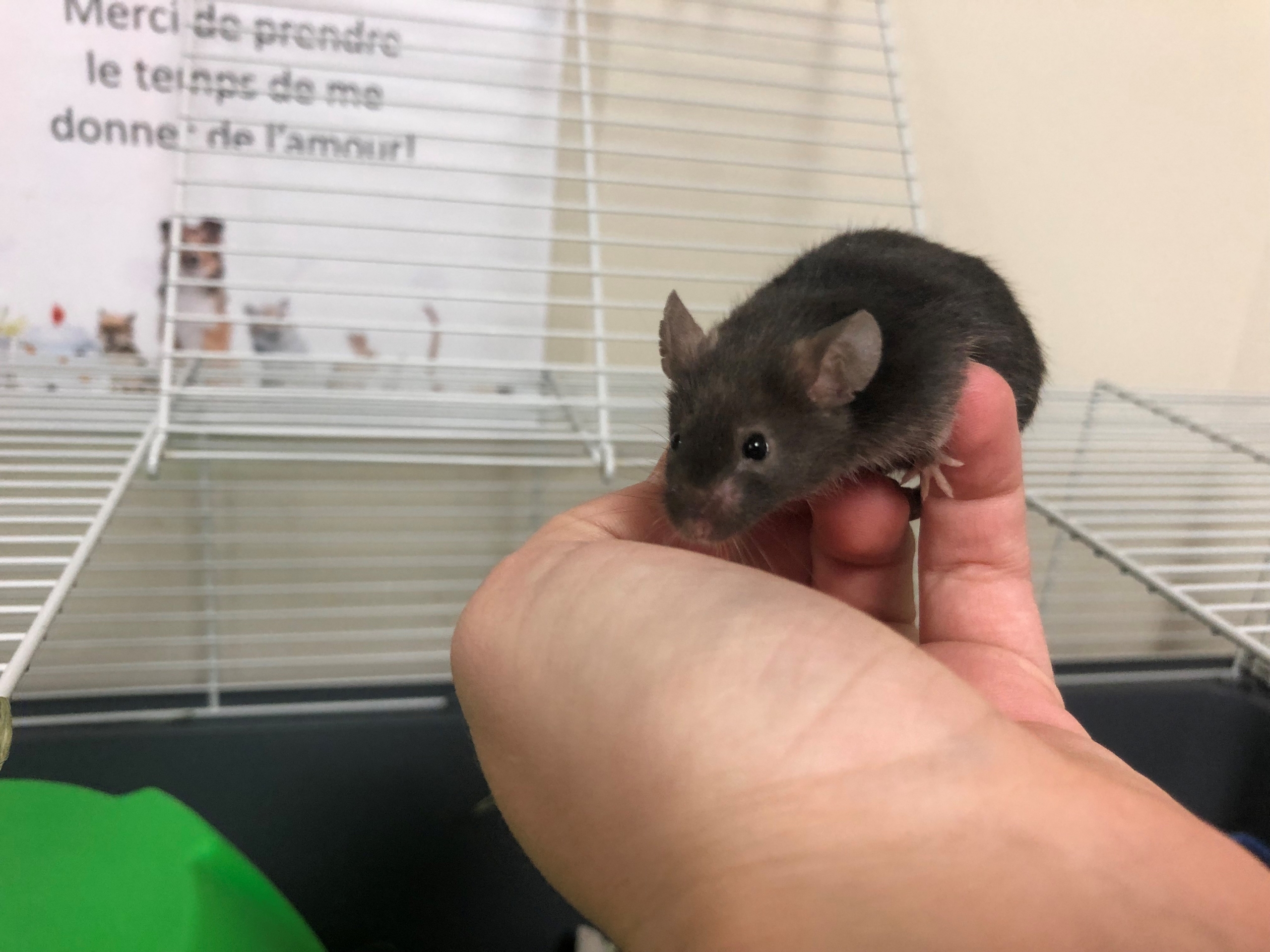 Souris en adoption